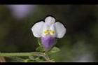 通泉草-花56.JPG