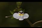 通泉草-花59.JPG