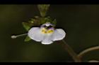 通泉草-花60.JPG