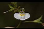 通泉草-花61.JPG