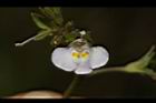 通泉草-花62.JPG
