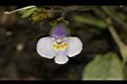 通泉草-花64.JPG