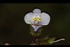 通泉草-花65.JPG