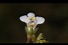 通泉草-花68.JPG