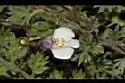 通泉草-花69.JPG