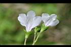 通泉草-花背00.jpg