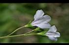 通泉草-花背02.jpg