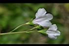 通泉草-花背03.jpg