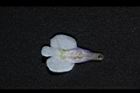 通泉草-花背04.JPG