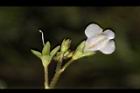 通泉草-花背07.JPG