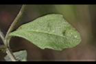 通泉草-葉正01.JPG