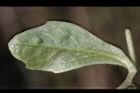 通泉草-葉背00.JPG