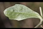 通泉草-葉背01.JPG