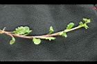 通泉草-蔓莖0.jpg