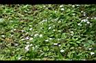通泉草10.jpg