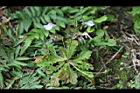 通泉草19.jpg