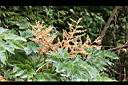 通脫木-花苞01.JPG