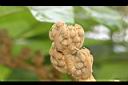 通脫木-花苞04.JPG