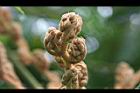 通脫木-花苞03.JPG