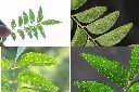 過山香-腺點1.jpg