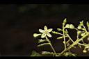 過山香-花00.JPG