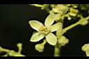 過山香-花01.JPG