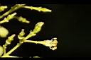 過山香-花07.JPG