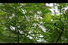 過山香-實10.jpg
