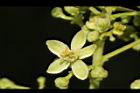 過山香-花09.JPG