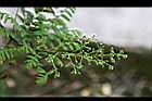 過山香-花苞01.jpg
