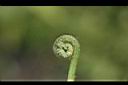 過溝菜蕨-嫩芽09.jpg