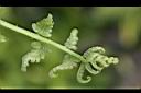 過溝菜蕨-嫩葉0.jpg