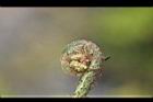 過溝菜蕨-嫩芽03.jpg