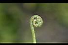 過溝菜蕨-嫩芽08.jpg