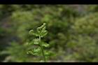 過溝菜蕨-嫩葉3.jpg