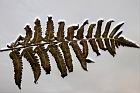 過溝菜蕨-孢子15.jpg