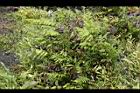 過溝菜蕨07.jpg