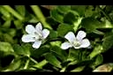 過長沙-花01.JPG