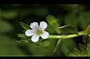 過長沙-花07.JPG
