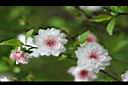 郁李-花02.jpg
