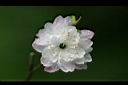 郁李-花07.jpg