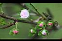 郁李-花苞00.jpg