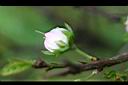 郁李-花苞02.jpg