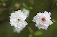 郁李-花03.jpg