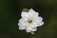 郁李-花04.jpg