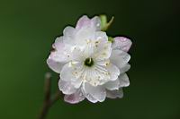 郁李-花06.jpg