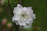 郁李-花08.jpg