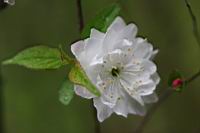 郁李-花09.jpg