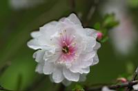 郁李-花11.jpg
