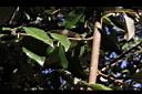 鄧氏胡頹子-枝01.jpg